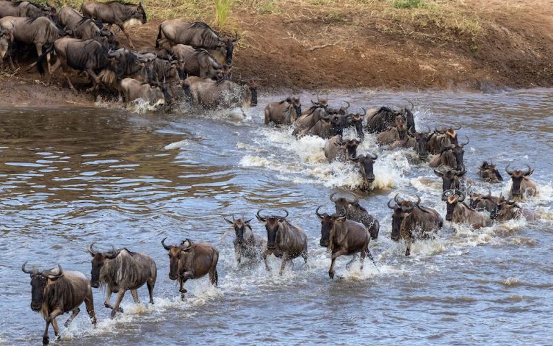 wildebeest crossing the Mara River in North Serengeti, Tanzania