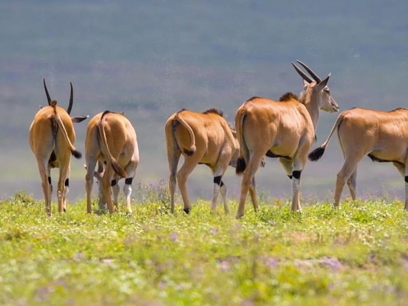 ngorongoro tour