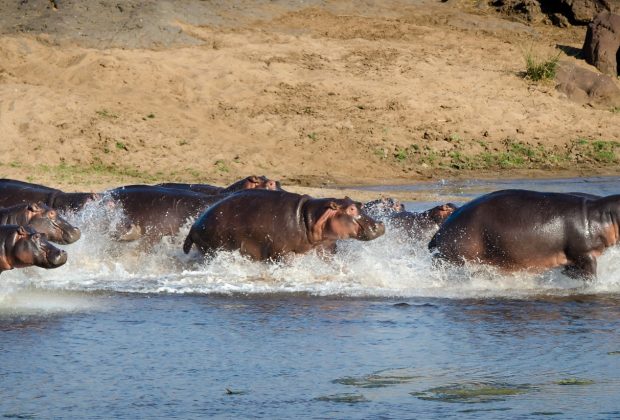 Hippopotamus amphibius. Wild animal in the nature habitat. African wildlife. This is Africa.