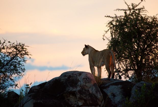 Female lion on rocks at sunset on savanna in Serengeti in Tanzania, Africa