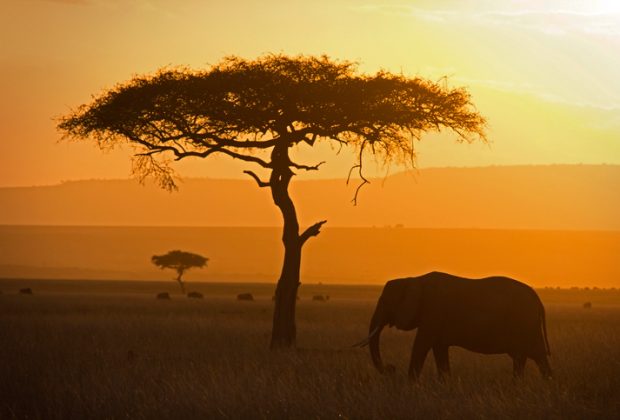 Tanzania safari, Mount Kilimanjaro and Zanzibar beach travel experience