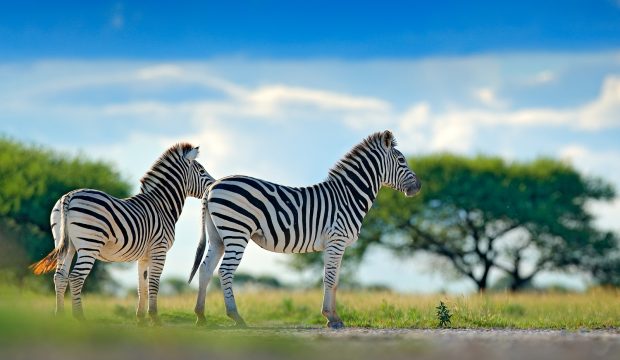 Two zebras in wild Africa. Zebra with blue storm sky. Burchell's zebra, Equus quagga burchellii, Nxai Pan National Park, Botswana, Africa. Wild animal on the green meadow. Wildlife nature.