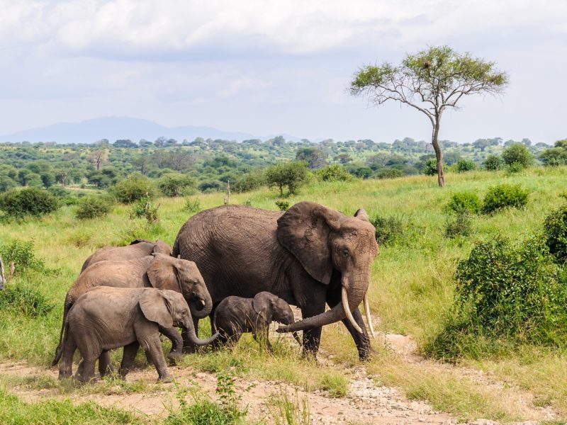 Elephant family in the Tarangire National Park, Tanzania